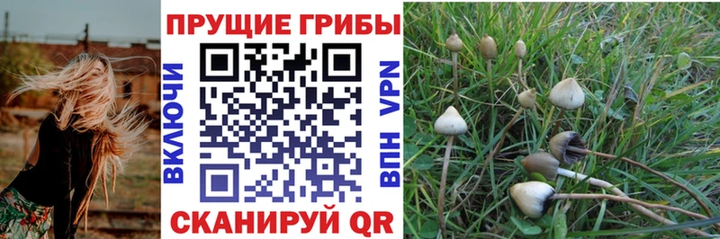 Галлюциногенные грибы мицелий  Астрахань 